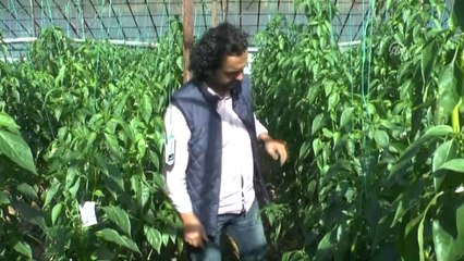 İroni Yaptığını İddia Eden Öğretmen Açığa Alındı