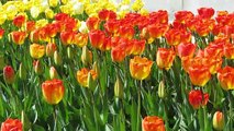 Tulips Botanical Gardens | Glimpse of India
