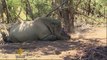 South Africa considers legalising rhino horn trade