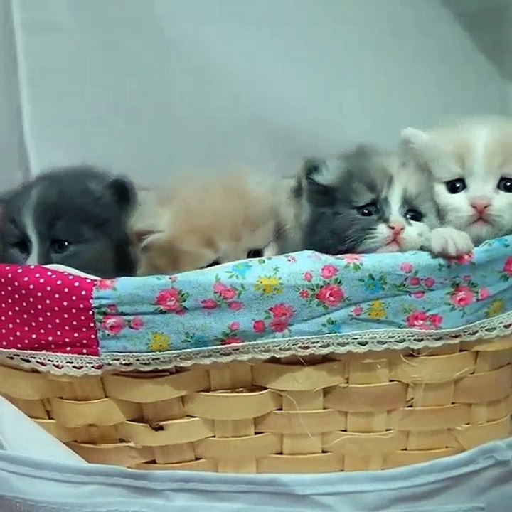 Top 10 Beutiful cats