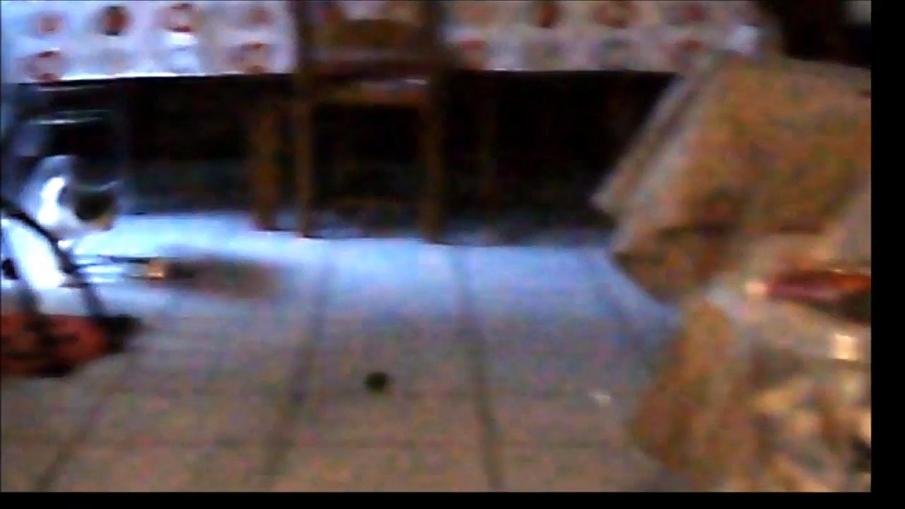 Filou joue avec des balles rebondissantes