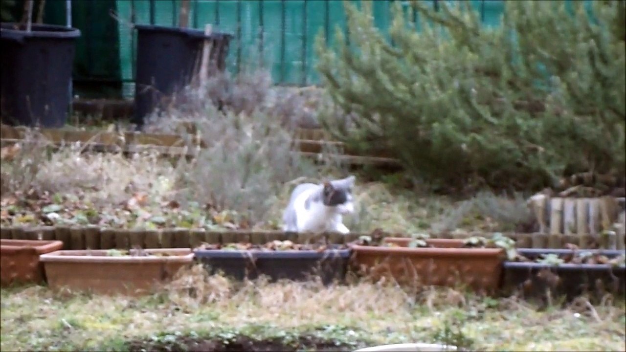 Filou joue dans le jardin