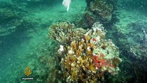 Coral catastrophe: The fight to save our dying reefs - TechKnow