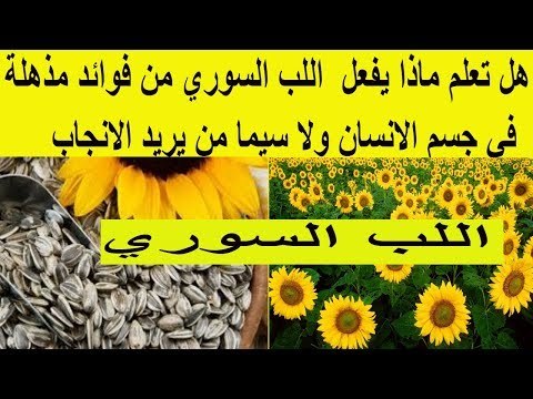 هل تعلم ماذا يفعل اللب السوري من فوائد مذهلة في جسم الانسان ولا سيما من يريد الانجاب
