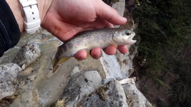 Ruisseau et truites sauvage au toc en Chartreuse