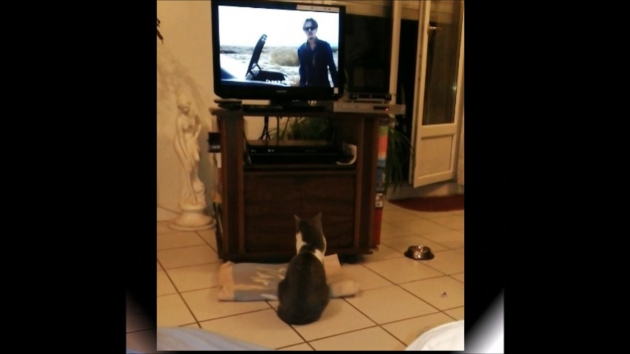 Filou regarde la télé