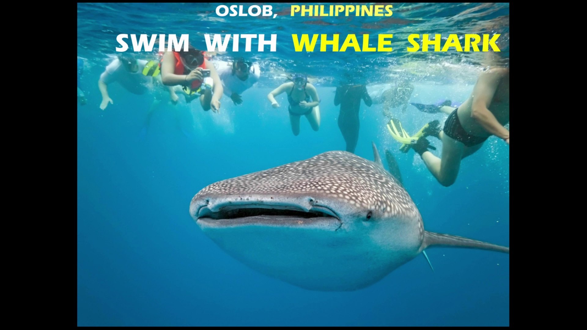 Swimming With Whale Shark Oslob Philippines Use Headset