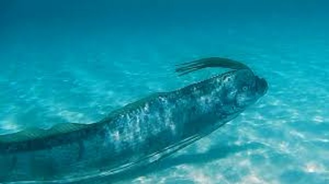 Un poisson turban de 6m aperçu au Mexique... Oarfish impressionnant