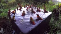 Des dizaines de colibris prennent leur bain et c'est juste magique