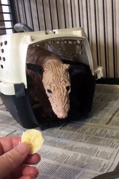 Cet animal est tellement moche... Opossum qui souffre d'alopécie