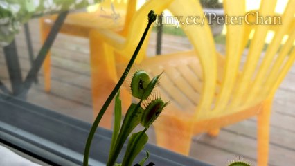 Incredible the Venus Fly Trap Plant Caught a Bug