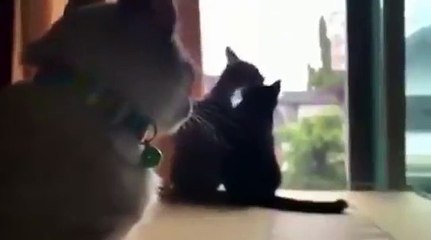 Cuando estas esperando el amor llegar versión felina.....