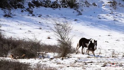 Un caballo temerario rodeado de lobos....