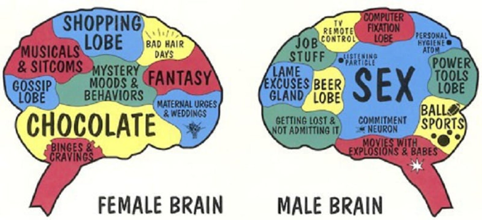 Mans Brain Vs Womens Brain