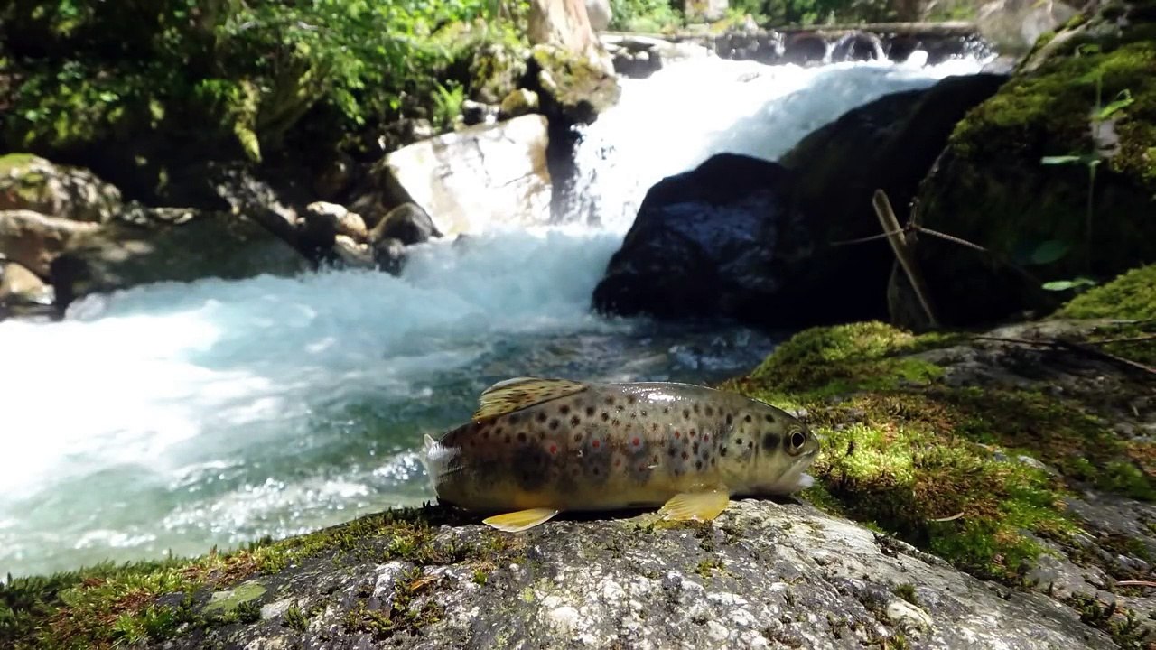 Peche au toc dans le ruisseau du veyton