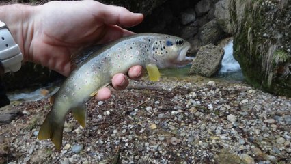 Peche de la truite au toc au ruisseau du chorolant partie aval