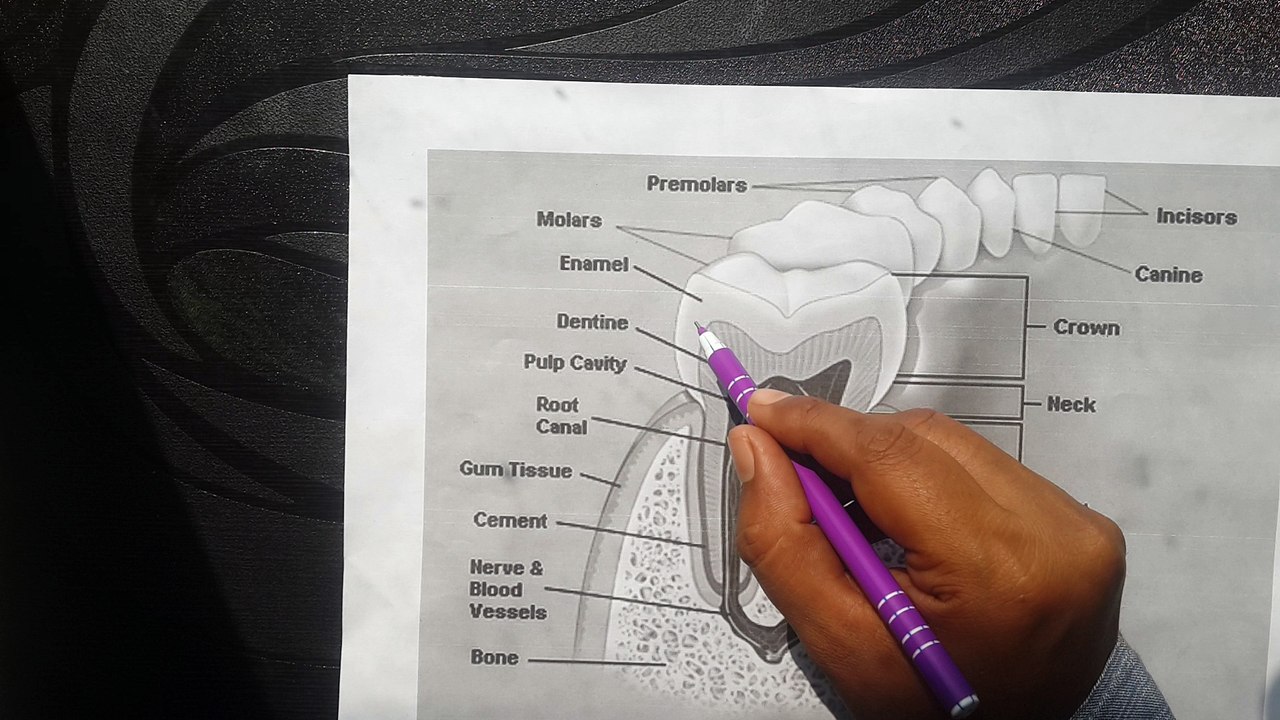 THE HUMAN TEETH