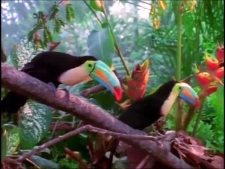 Baby Einstein World Animals Video Dailymotion