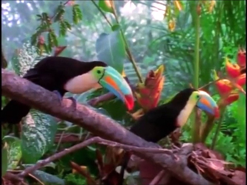 Baby Einstein World Animals Video Dailymotion