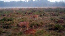 Deer in Corbett National Park