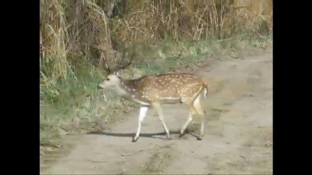 spotted deers in Corbett National Park