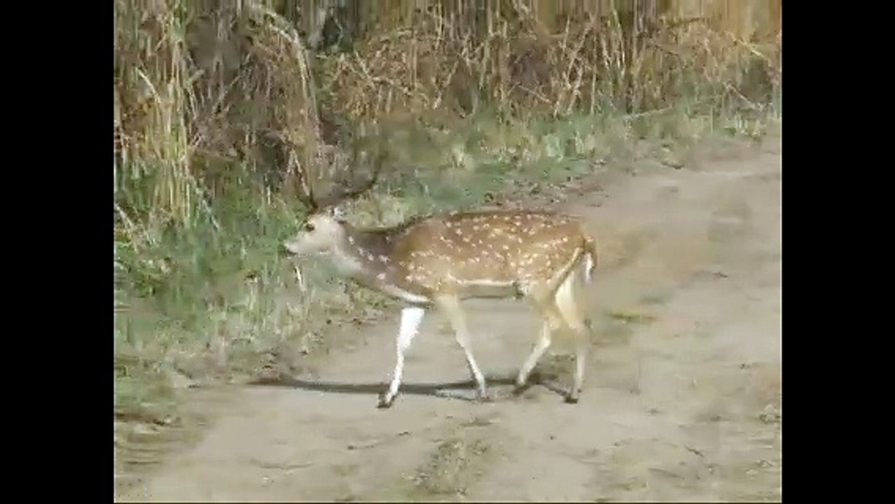 spotted deers in Corbett National Park