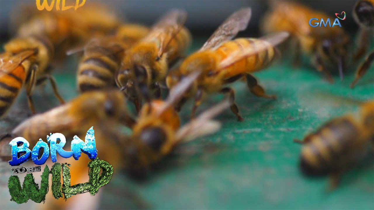 Born to Be Wild: Exploring the process of pollination