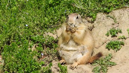Petit chien des prairies