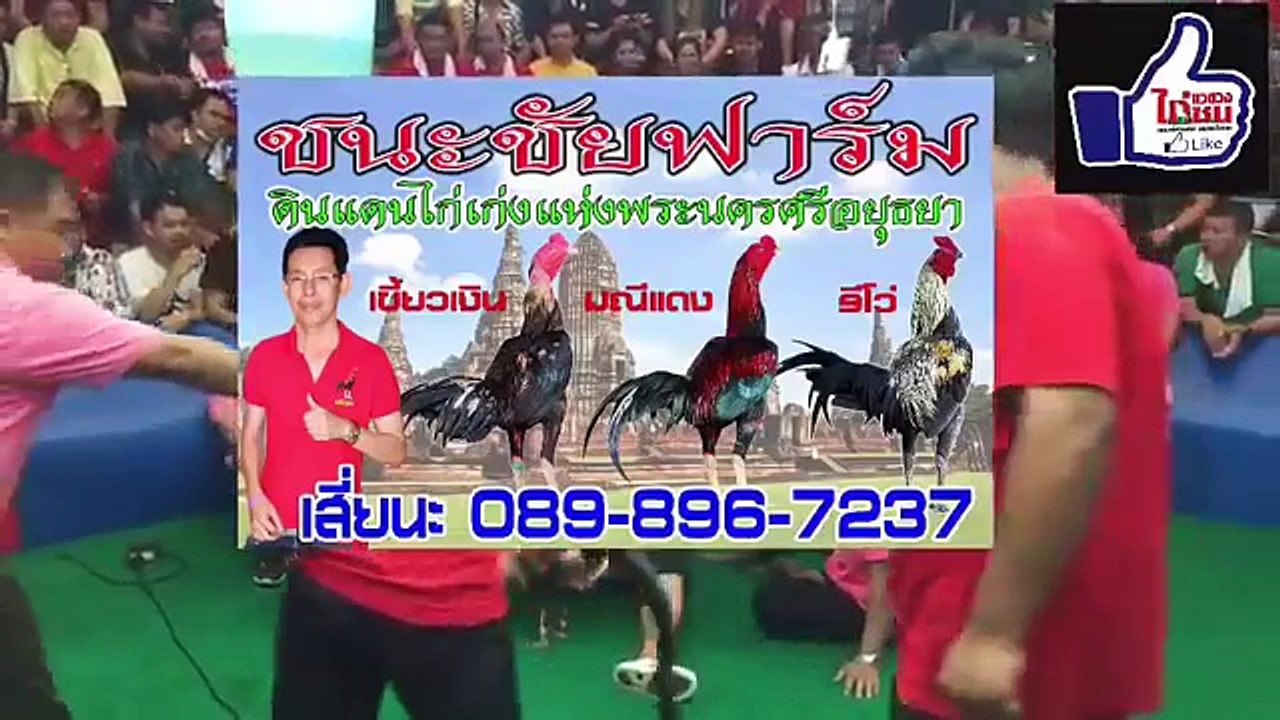 ยก 3 ห้าสตาร์ฟาร์ม VS โกวเซ้ม ฟาร์ม