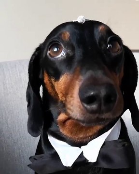 Il utilise son chien pour faire sa demande en mariage