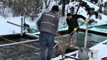 'Kara kış' kendini göstermeyince kültür balıkçısının yüzü güldü - KARS