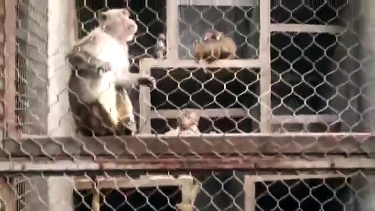 #Cute_#Cats_#videos_of_cute_#kittens__2016__#funny_cat_in_kitten_videos_#Compila