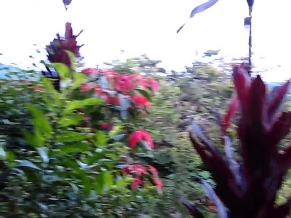 Early_morning_nature_sounds_in_San_Agustin,_Colombia