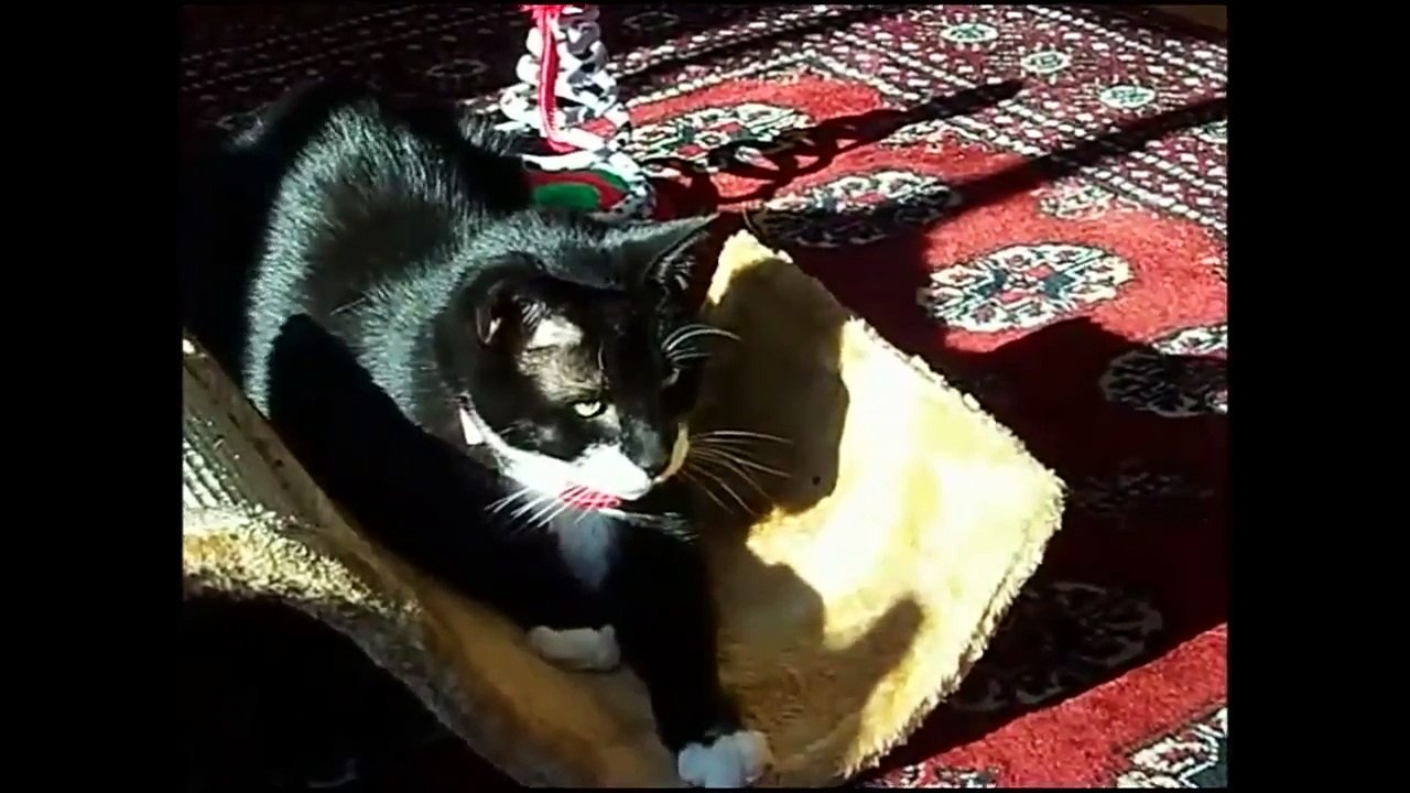 Funny_cute_kittens__amazing_and_brilliant_cats
