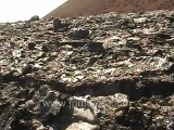 Galapagos Islands travel: Such colorful, shiny lava.