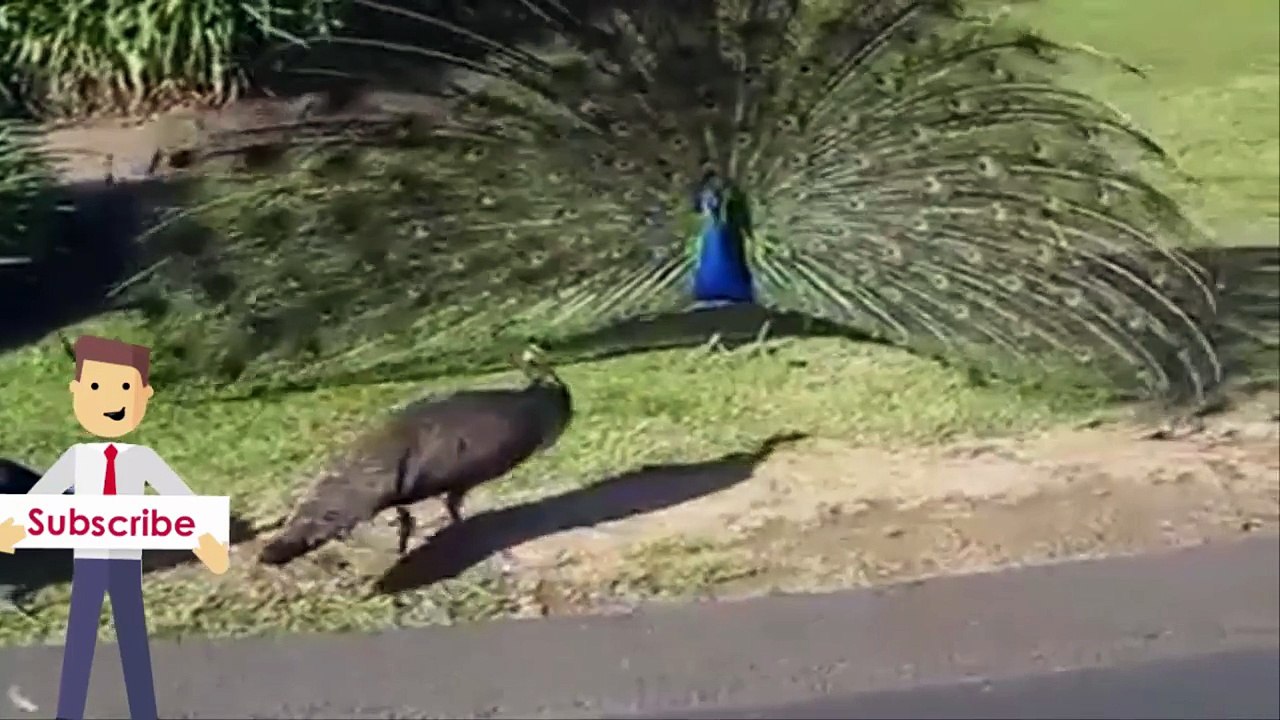 Beautiful_Peacock_Dance_Display_in_rain_Amazing_Video_-_Peacock_Mating_Dance_Usa