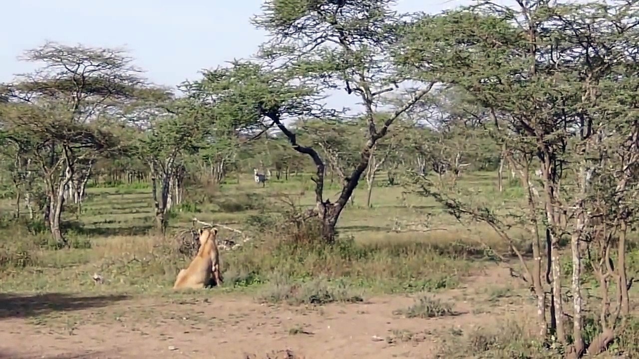 Lions_hunting_zebras