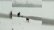 Woman wades through icy waters to rescue dog