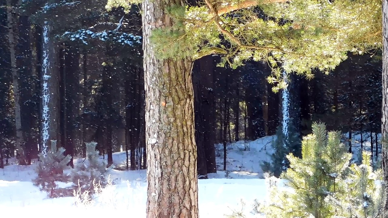 Февральские зарисовки (2)