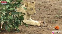 Namibie : Une lionne s’occupe d’un bébé antilope, les images surprenantes (Vidéo)