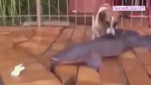 「衝撃犬」最高におもしろ犬のハプニング 2016 - 犬達の魚を捕るスキル 凄すぎる！
