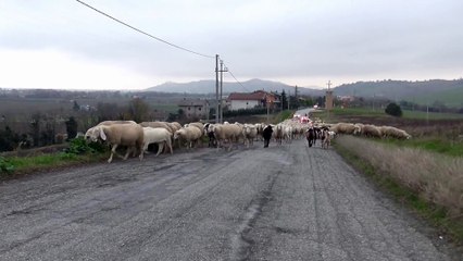 700 PECORE E CAPRE 2 DICEMBRE 2014