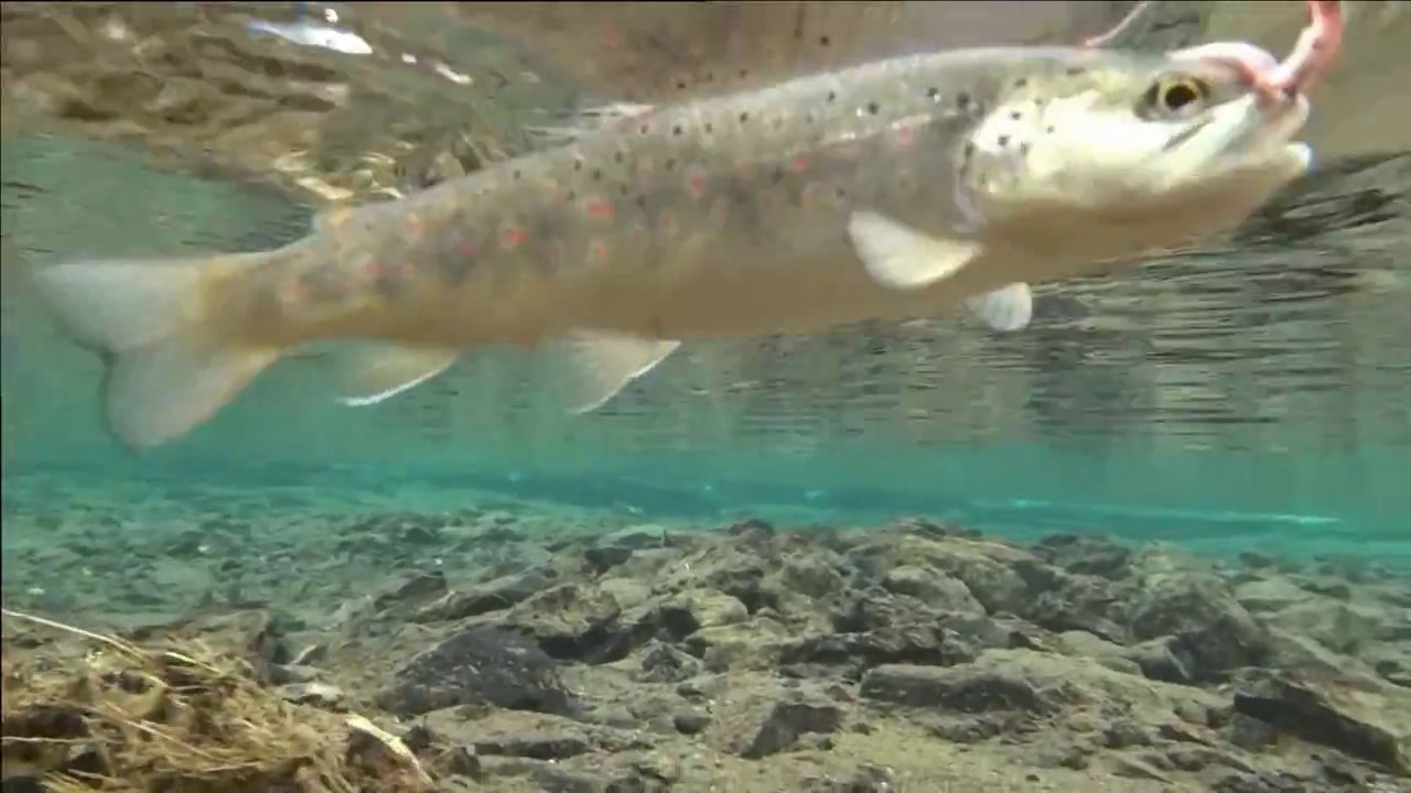 Peche de la truite ma saison 2013