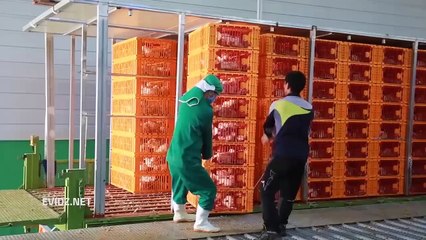 جولة رائعة داخل مصنع الدجاج # آلات متقدمة وتكنولوجيا حديثة