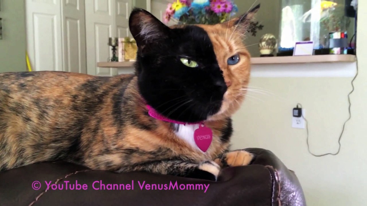 Narnia Et Venus Les Chats Chimeres A Double Face En Video Video Dailymotion