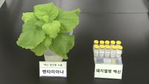 담뱃잎에서 돼지 전염병 백신 생산 / YTN