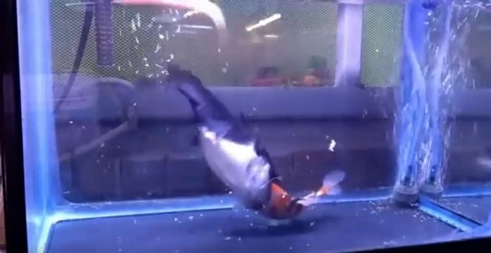 Ne laissez jamais un poisson chat avec un poisson rouge dans votre aquarium...