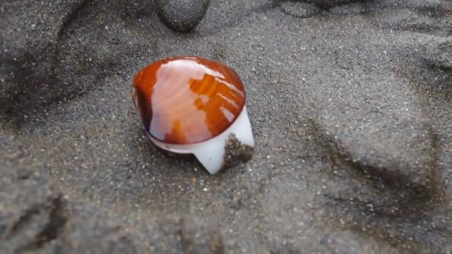 Regardez comment ce coquillage réussit à s'enterrer dans le sable. Technique incroyable