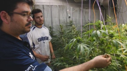 Cambio de mando en Chile crea incertidumbre sobre uso de marihuana medicinal