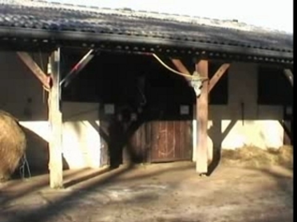 Cheval2